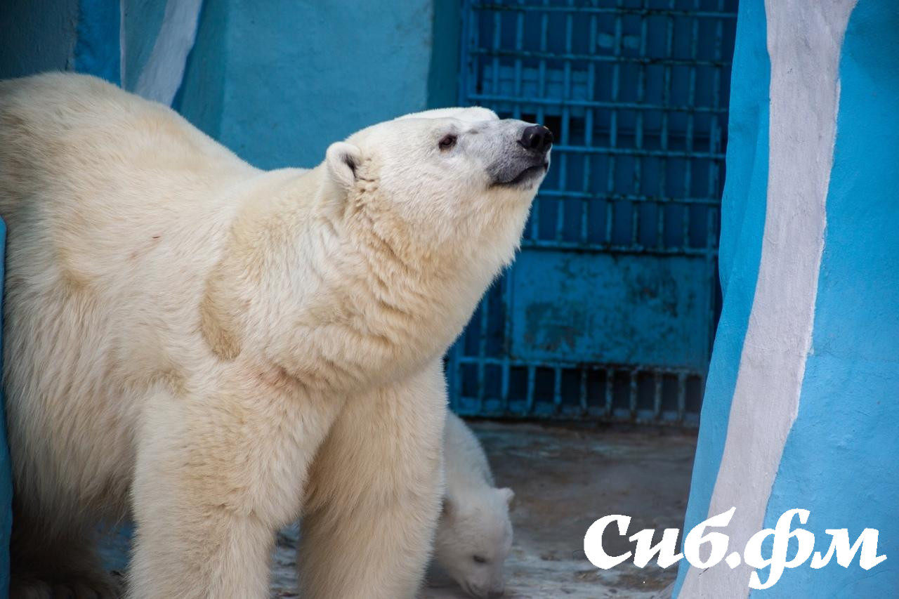 Фото Опубликованы 15 фото белых медвежат Герды из Новосибирского зоопарка 4